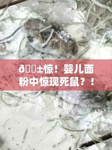 婴儿面粉有死鼠