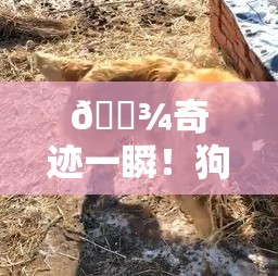 🐾奇迹一瞬！狗狗竟用爪夹回3克重金豆，背后故事令人捧腹又惊叹！