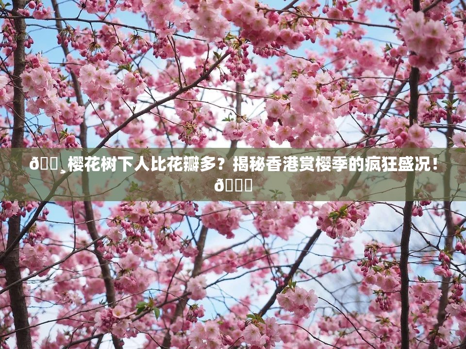 🌸樱花树下人比花瓣多？揭秘香港赏樱季的疯狂盛况！🎉